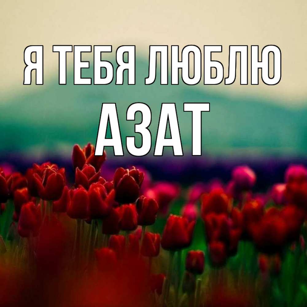 Открытка на каждый день с именем, Азат Я тебя люблю тюльпаны 4 Прикольная открытка с пожеланием онлайн скачать бесплатно 