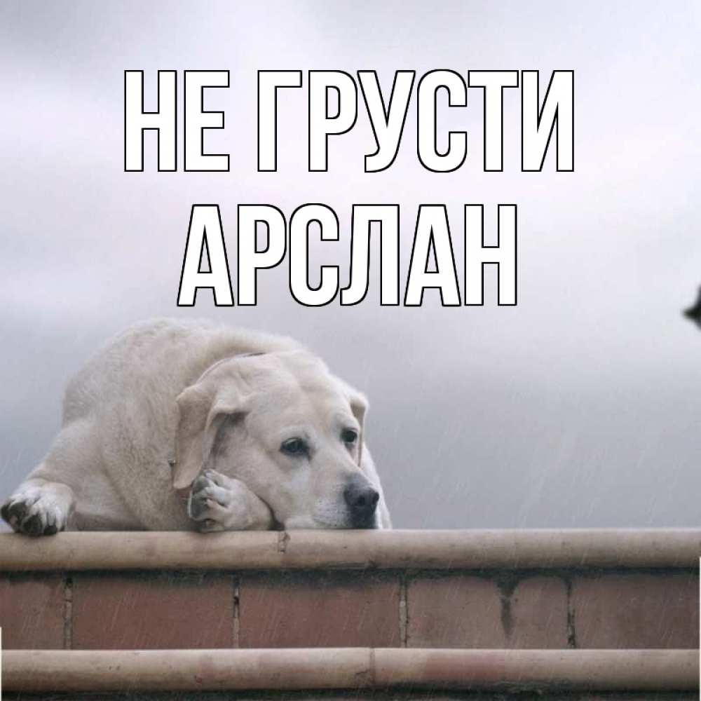 Открытка на каждый день с именем, Арслан Не грусти белый пес 1 Прикольная открытка с пожеланием онлайн скачать бесплатно 