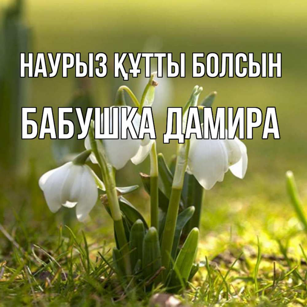 Открытка на каждый день с именем, Бабушка-Дамира Наурыз құтты болсын ранние цветы 2 Прикольная открытка с пожеланием онлайн скачать бесплатно 