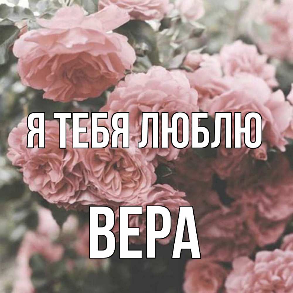 Открытка на каждый день с именем, Вера Я тебя люблю розы 3 Прикольная открытка с пожеланием онлайн скачать бесплатно 