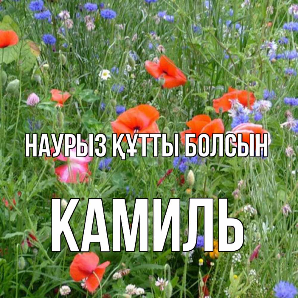 Открытка на каждый день с именем, Камиль Наурыз құтты болсын наурыз  4 Прикольная открытка с пожеланием онлайн скачать бесплатно 