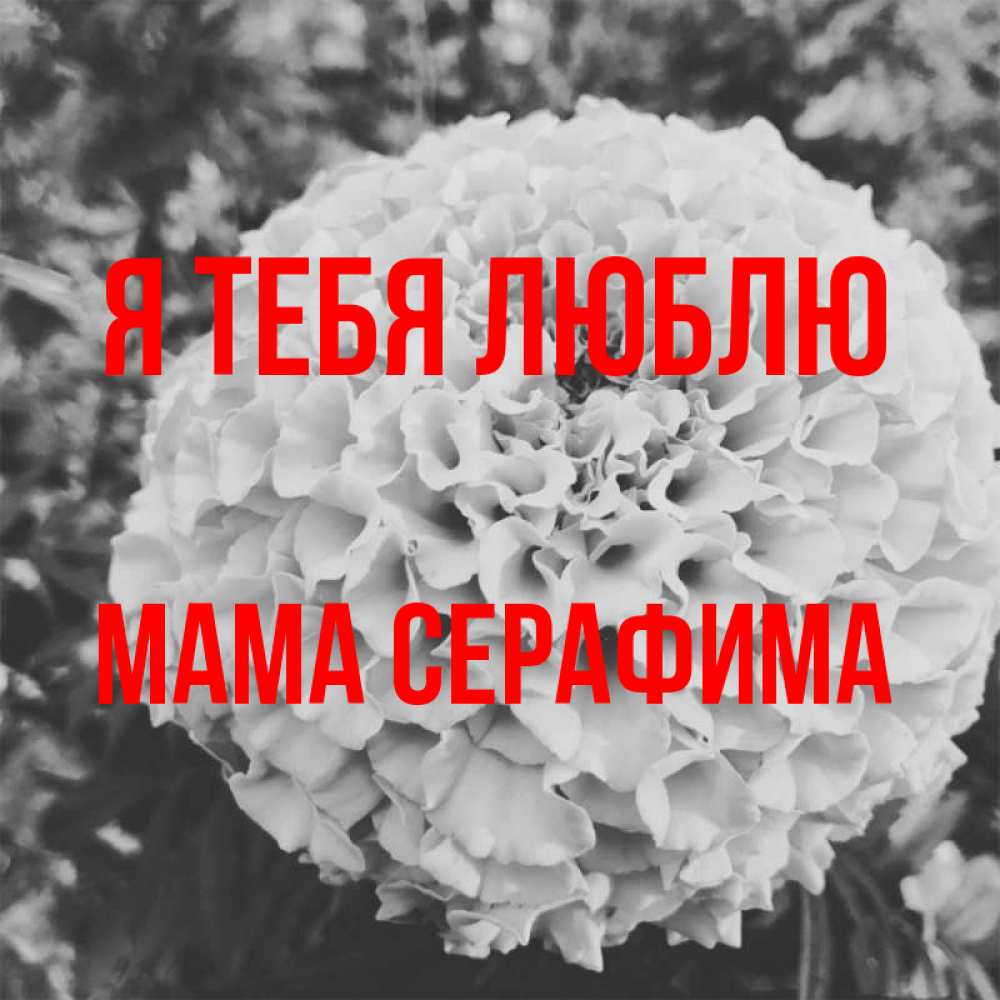 Открытка на каждый день с именем, Мама-Серафима Я тебя люблю подпись Прикольная открытка с пожеланием онлайн скачать бесплатно 