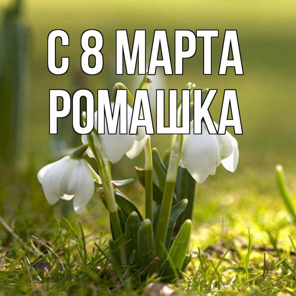 Открытка на каждый день с именем, Ромашка С 8 марта ранние цветы 2 Прикольная открытка с пожеланием онлайн скачать бесплатно 