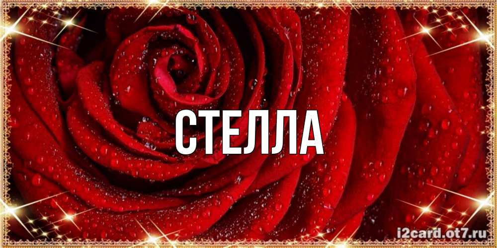 Открытка на каждый день с именем, Стелла Главная роса на розе блестящая в лучах солнца Прикольная открытка с пожеланием онлайн скачать бесплатно 