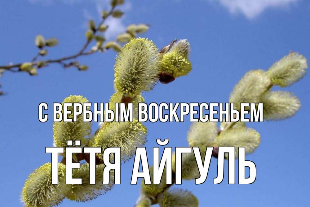 Открытка на каждый день с именем, Тётя-Айгуль С вербным воскресеньем верба Прикольная открытка с пожеланием онлайн скачать бесплатно 