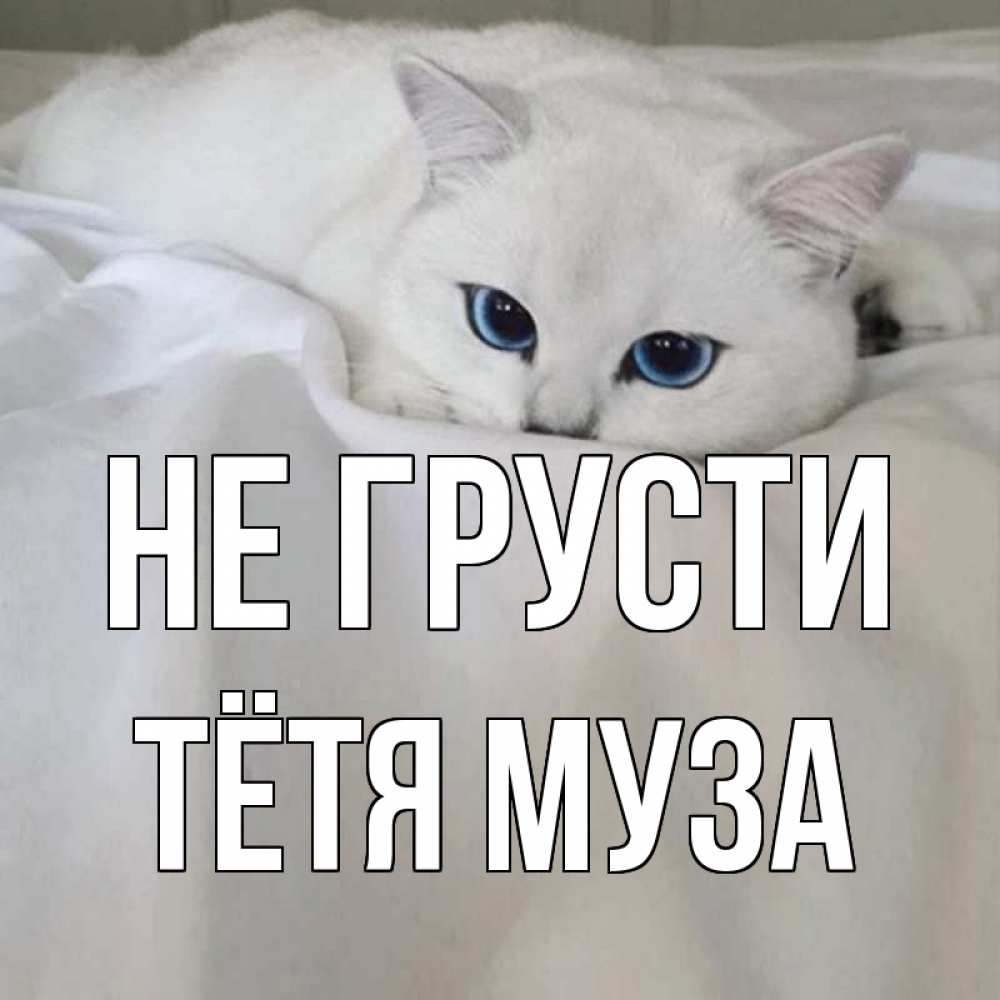 Открытка на каждый день с именем, Тётя-Муза Не грусти белый кот с голубыми глазами на белоснежной кровати Прикольная открытка с пожеланием онлайн скачать бесплатно 
