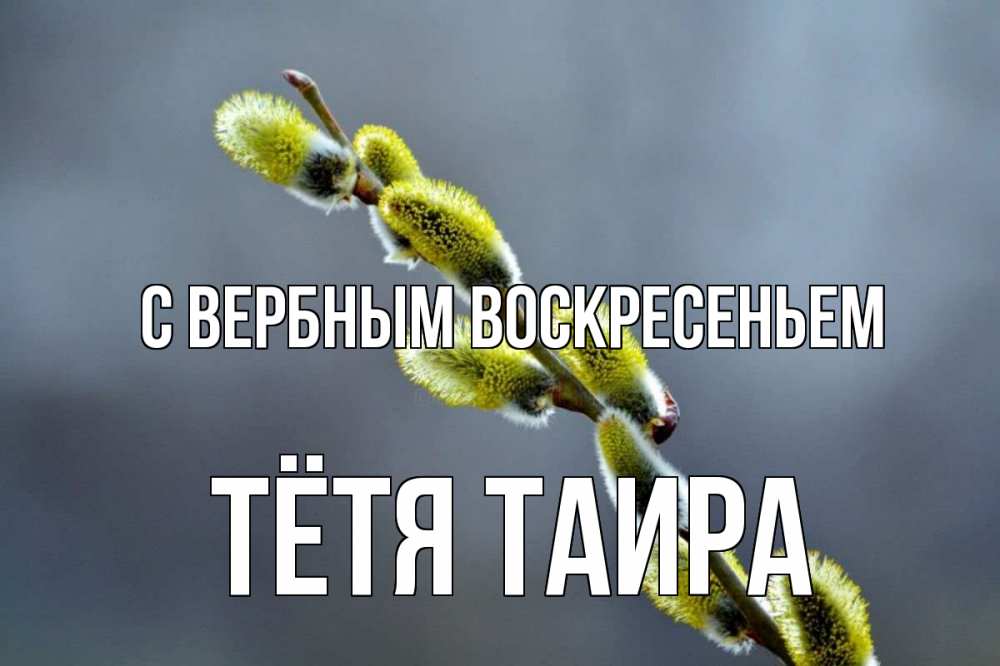 Открытка на каждый день с именем, Тётя-Таира С вербным воскресеньем верба Прикольная открытка с пожеланием онлайн скачать бесплатно 