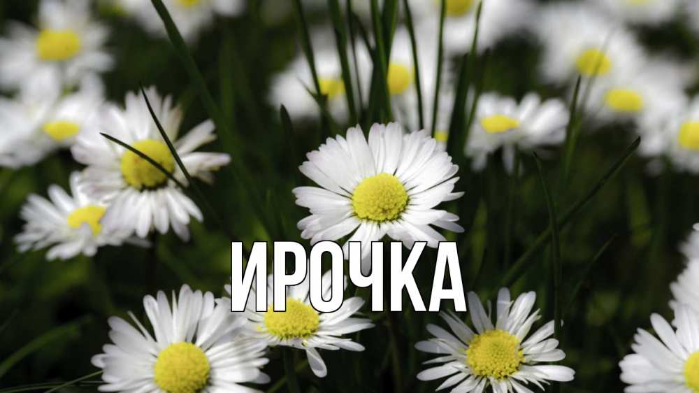 Открытка на каждый день с именем, ирочка Главная с днем семьи  2 Прикольная открытка с пожеланием онлайн скачать бесплатно 