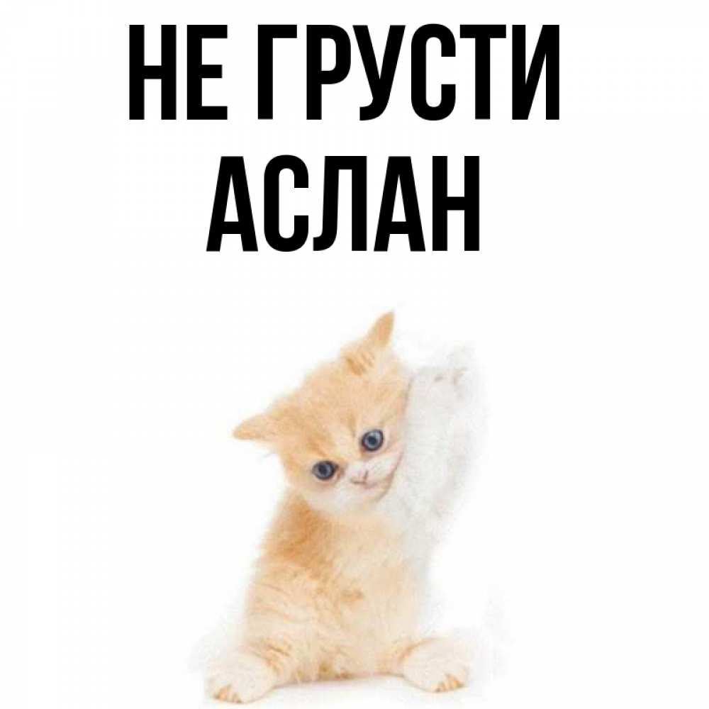 Открытка на каждый день с именем, АСЛАН Не грусти просящий кот Прикольная открытка с пожеланием онлайн скачать бесплатно 