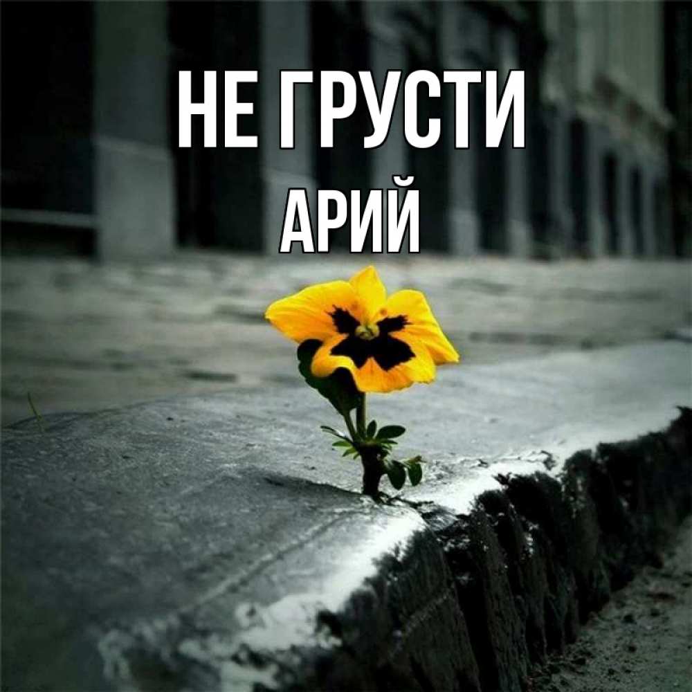 Открытка на каждый день с именем, Арий Не грусти не сдавайся Прикольная открытка с пожеланием онлайн скачать бесплатно 