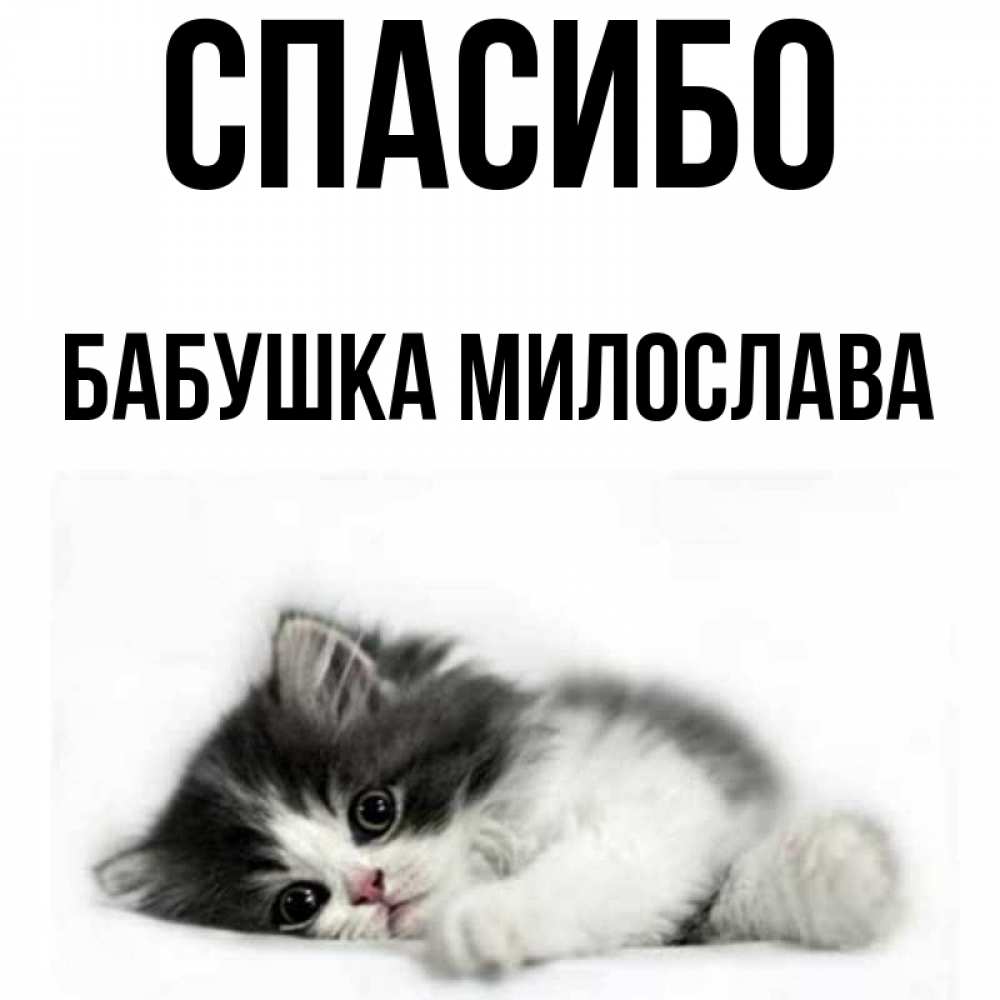 Открытка на каждый день с именем, Бабушка-Милослава Спасибо черный и белый кот Прикольная открытка с пожеланием онлайн скачать бесплатно 