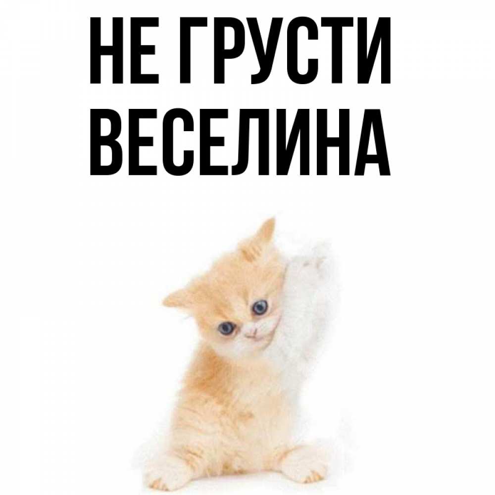 Открытка на каждый день с именем, Веселина Не грусти просящий кот Прикольная открытка с пожеланием онлайн скачать бесплатно 