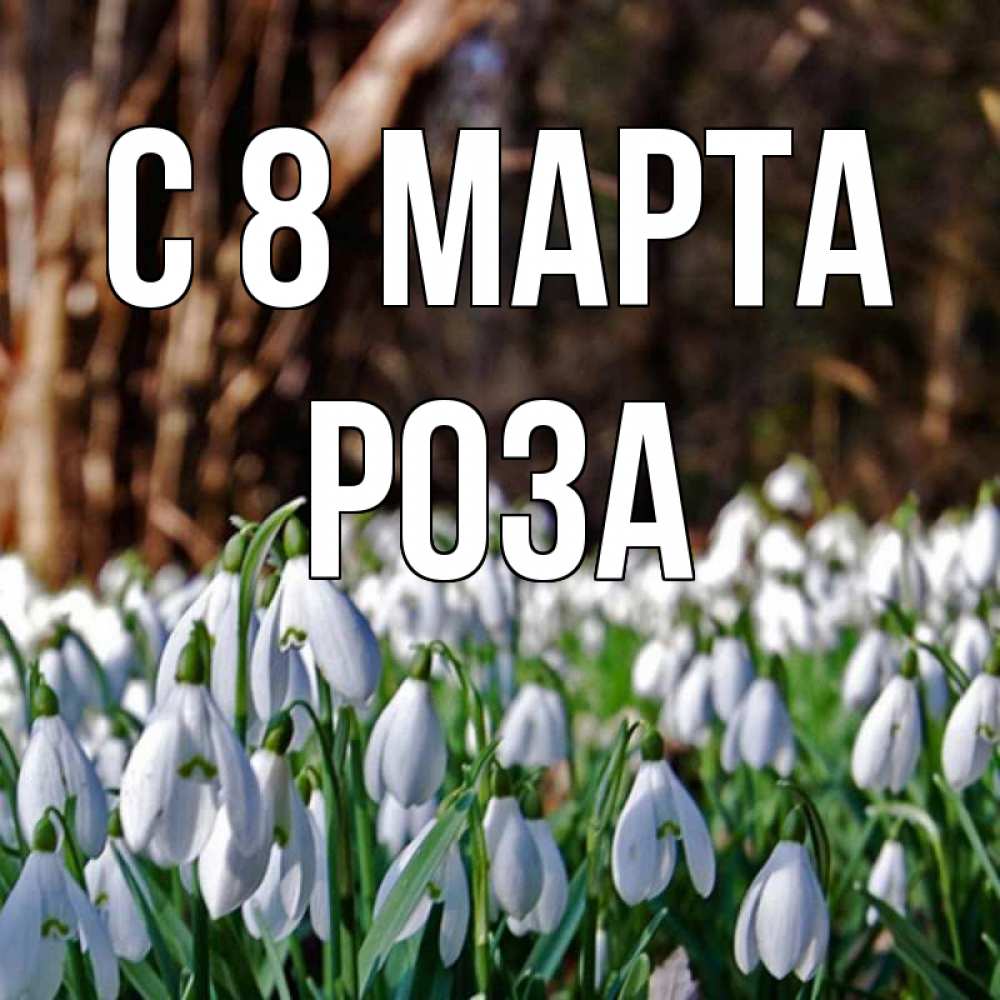 Открытка на каждый день с именем, Роза С 8 марта с подснежниками 1 Прикольная открытка с пожеланием онлайн скачать бесплатно 