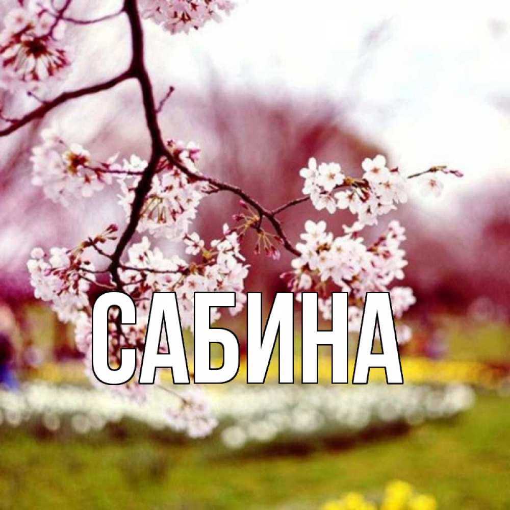 Открытка на каждый день с именем, Сабина Главная яблоня Прикольная открытка с пожеланием онлайн скачать бесплатно 