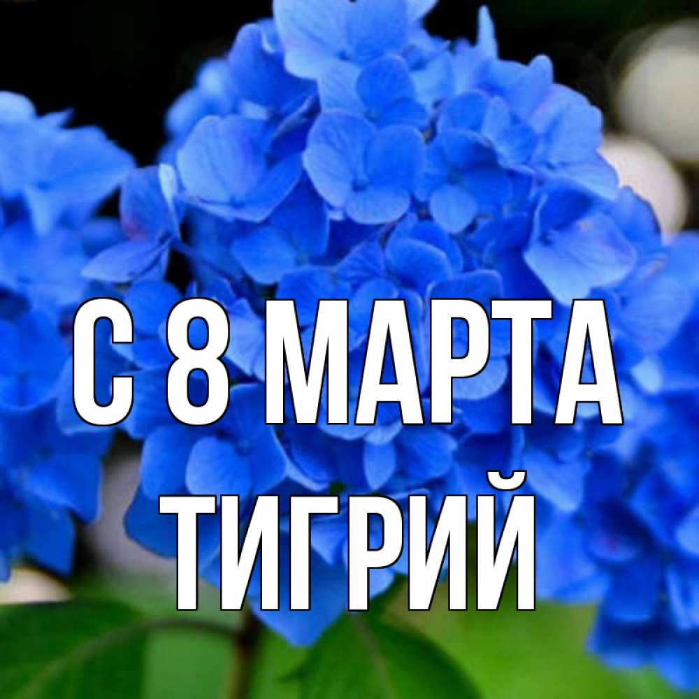 Открытка на каждый день с именем, Тигрий С 8 МАРТА синие цветы Прикольная открытка с пожеланием онлайн скачать бесплатно 