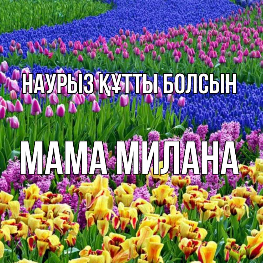 Открытка на каждый день с именем, Мама-Милана Наурыз құтты болсын цветы Прикольная открытка с пожеланием онлайн скачать бесплатно 