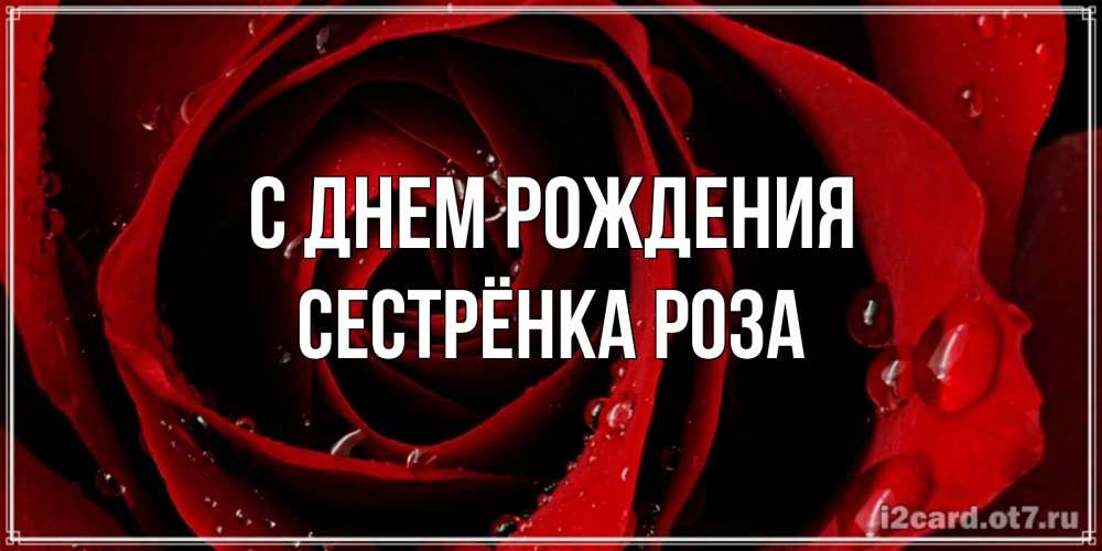 Открытка на каждый день с именем, Сестрёнка-Роза С днем рождения крупная бордовая роза Прикольная открытка с пожеланием онлайн скачать бесплатно 