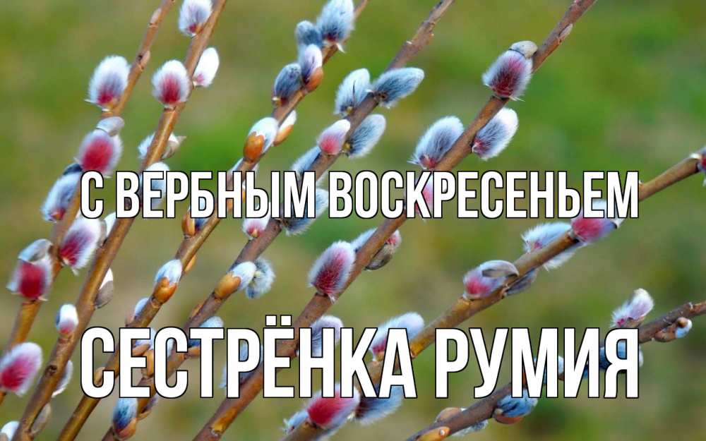 Открытка на каждый день с именем, Сестрёнка-Румия С вербным воскресеньем верба Прикольная открытка с пожеланием онлайн скачать бесплатно 