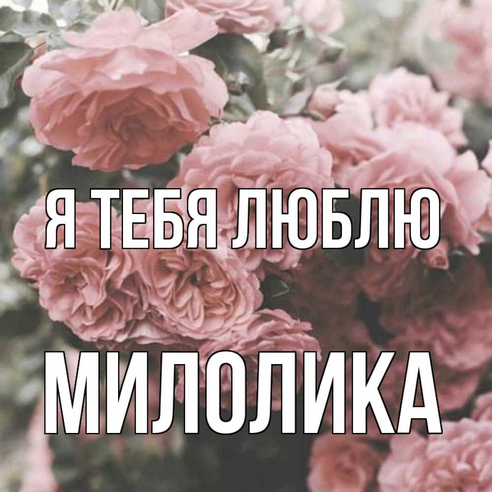Открытка на каждый день с именем, Милолика Я тебя люблю розы 3 Прикольная открытка с пожеланием онлайн скачать бесплатно 