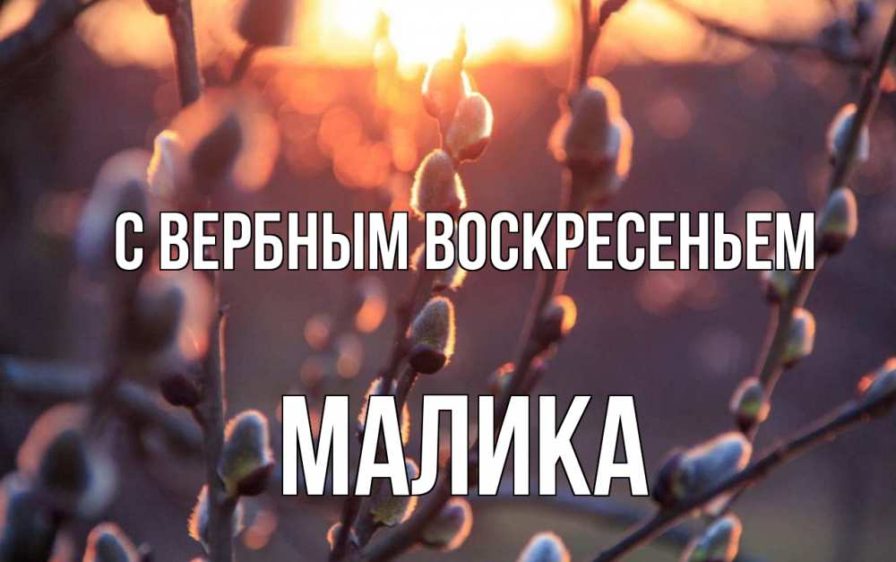Открытка на каждый день с именем, Малика С вербным воскресеньем верба Прикольная открытка с пожеланием онлайн скачать бесплатно 