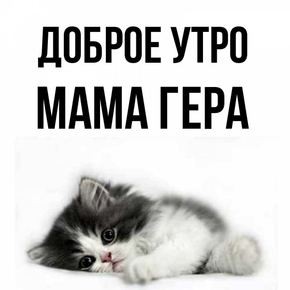 Открытка на каждый день с именем, Мама-Гера Доброе утро кот лапки Прикольная открытка с пожеланием онлайн скачать бесплатно 
