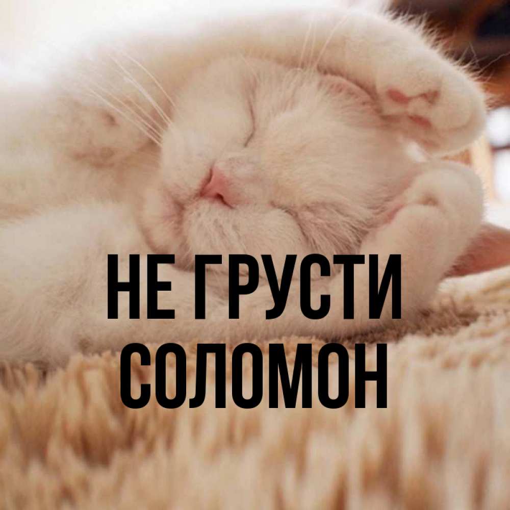 Открытка на каждый день с именем, Соломон Не грусти Котенок спит Прикольная открытка с пожеланием онлайн скачать бесплатно 