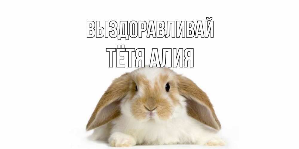 Открытка на каждый день с именем, Тётя-Алия Выздоравливай вислоухий кролик белого и коричневого цвета Прикольная открытка с пожеланием онлайн скачать бесплатно 