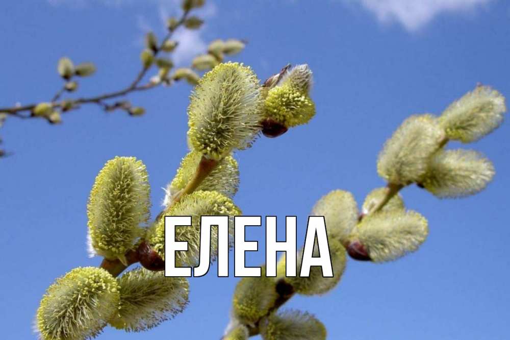 Открытка на каждый день с именем, Елена Главная верба Прикольная открытка с пожеланием онлайн скачать бесплатно 
