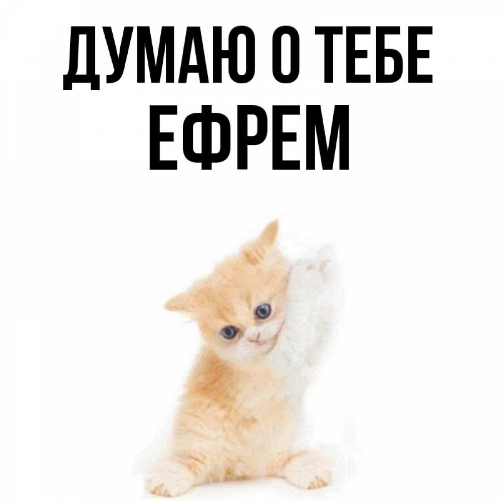Открытка на каждый день с именем, Ефрем Думаю о тебе зверушки и милота Прикольная открытка с пожеланием онлайн скачать бесплатно 