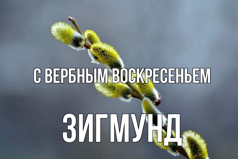 Открытка на каждый день с именем, Зигмунд С вербным воскресеньем верба Прикольная открытка с пожеланием онлайн скачать бесплатно 