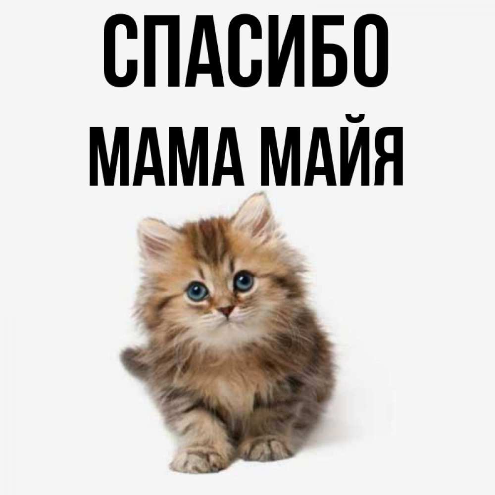 Открытка на каждый день с именем, Мама-Майя Спасибо пушистый котик Прикольная открытка с пожеланием онлайн скачать бесплатно 