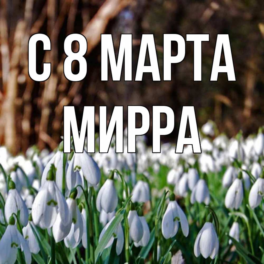 Открытка на каждый день с именем, Мирра С 8 МАРТА с подснежниками 1 Прикольная открытка с пожеланием онлайн скачать бесплатно 
