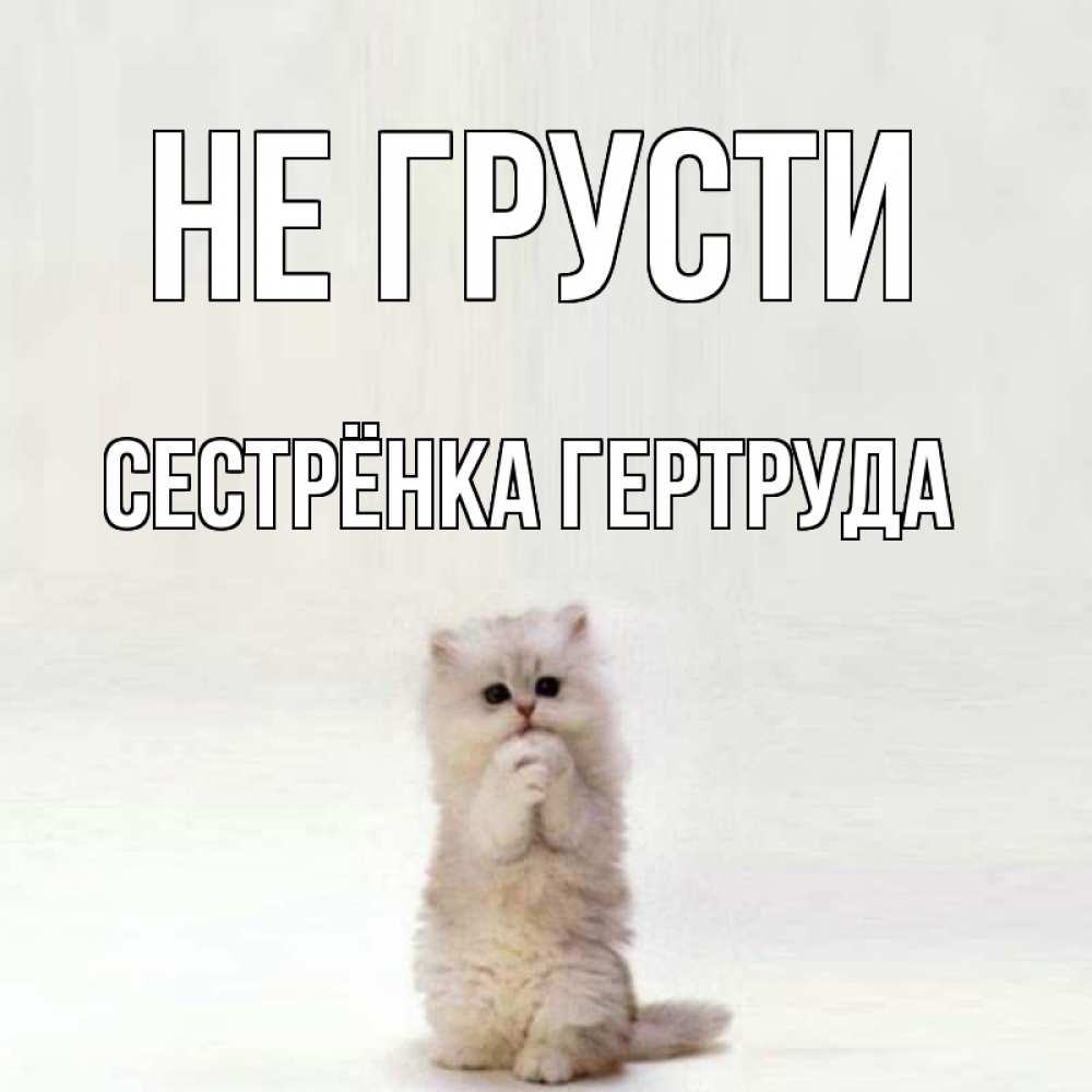 Открытка на каждый день с именем, Сестрёнка-Гертруда Не грусти грустный кот Прикольная открытка с пожеланием онлайн скачать бесплатно 