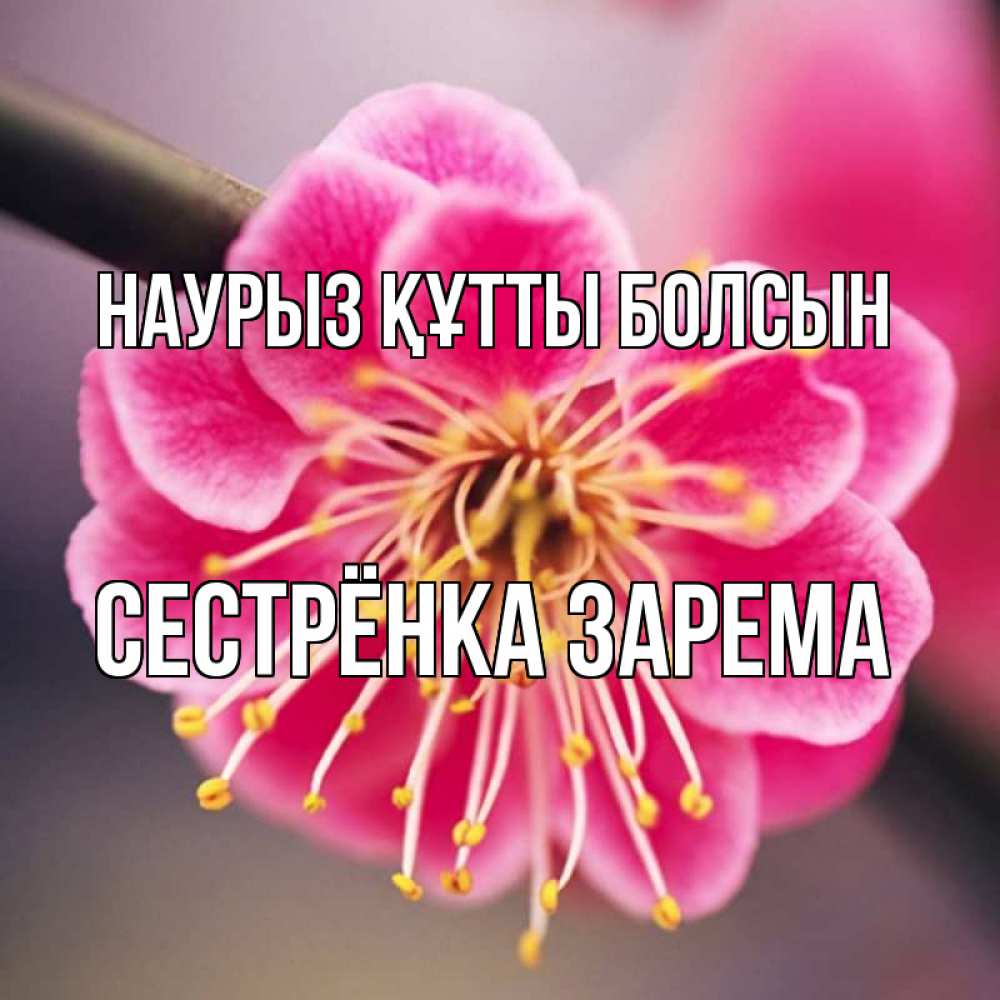 Открытка на каждый день с именем, Сестрёнка-Зарема Наурыз құтты болсын цветы Прикольная открытка с пожеланием онлайн скачать бесплатно 