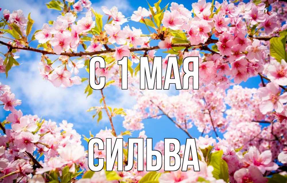 Открытка на каждый день с именем, Сильва С 1 мая С 1 мая Прикольная открытка с пожеланием онлайн скачать бесплатно 