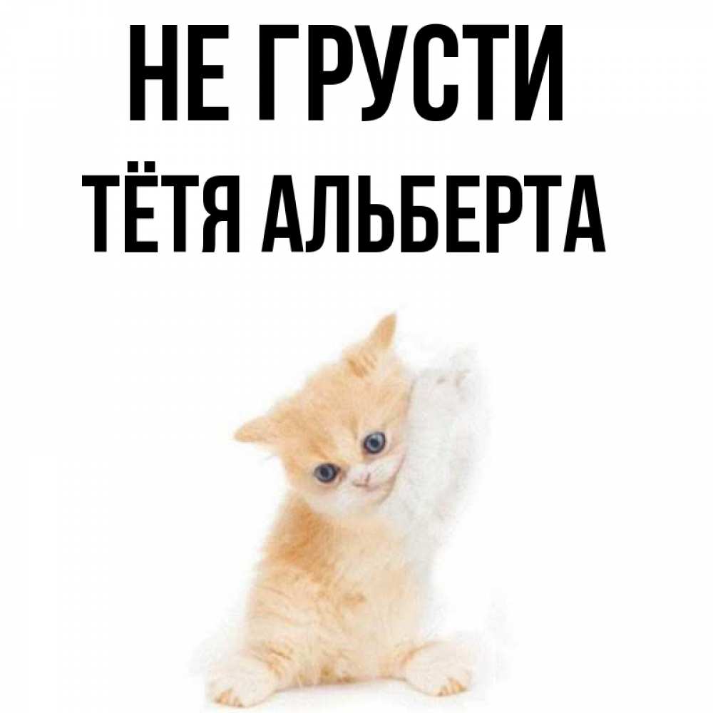 Открытка на каждый день с именем, Тётя-Альберта Не грусти просящий кот Прикольная открытка с пожеланием онлайн скачать бесплатно 