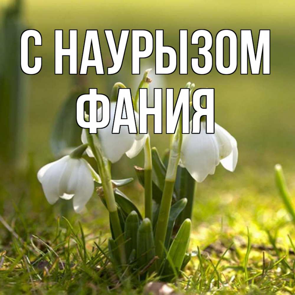 Открытка на каждый день с именем, Фания С наурызом ранние цветы 2 Прикольная открытка с пожеланием онлайн скачать бесплатно 