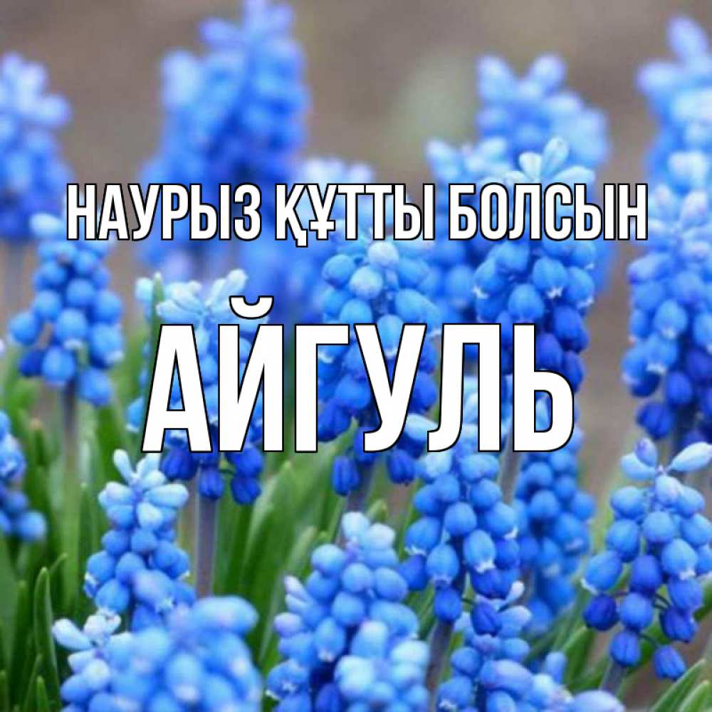 Открытка на каждый день с именем, Айгуль Наурыз құтты болсын Поздравительная открытка для женщин с цветами на праздничную дату Прикольная открытка с пожеланием онлайн скачать бесплатно 