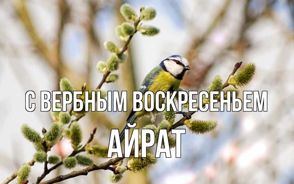 Открытка на каждый день с именем, Айрат С вербным воскресеньем верба Прикольная открытка с пожеланием онлайн скачать бесплатно 