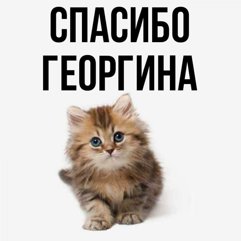 Открытка на каждый день с именем, Георгина Спасибо пушистый котик Прикольная открытка с пожеланием онлайн скачать бесплатно 