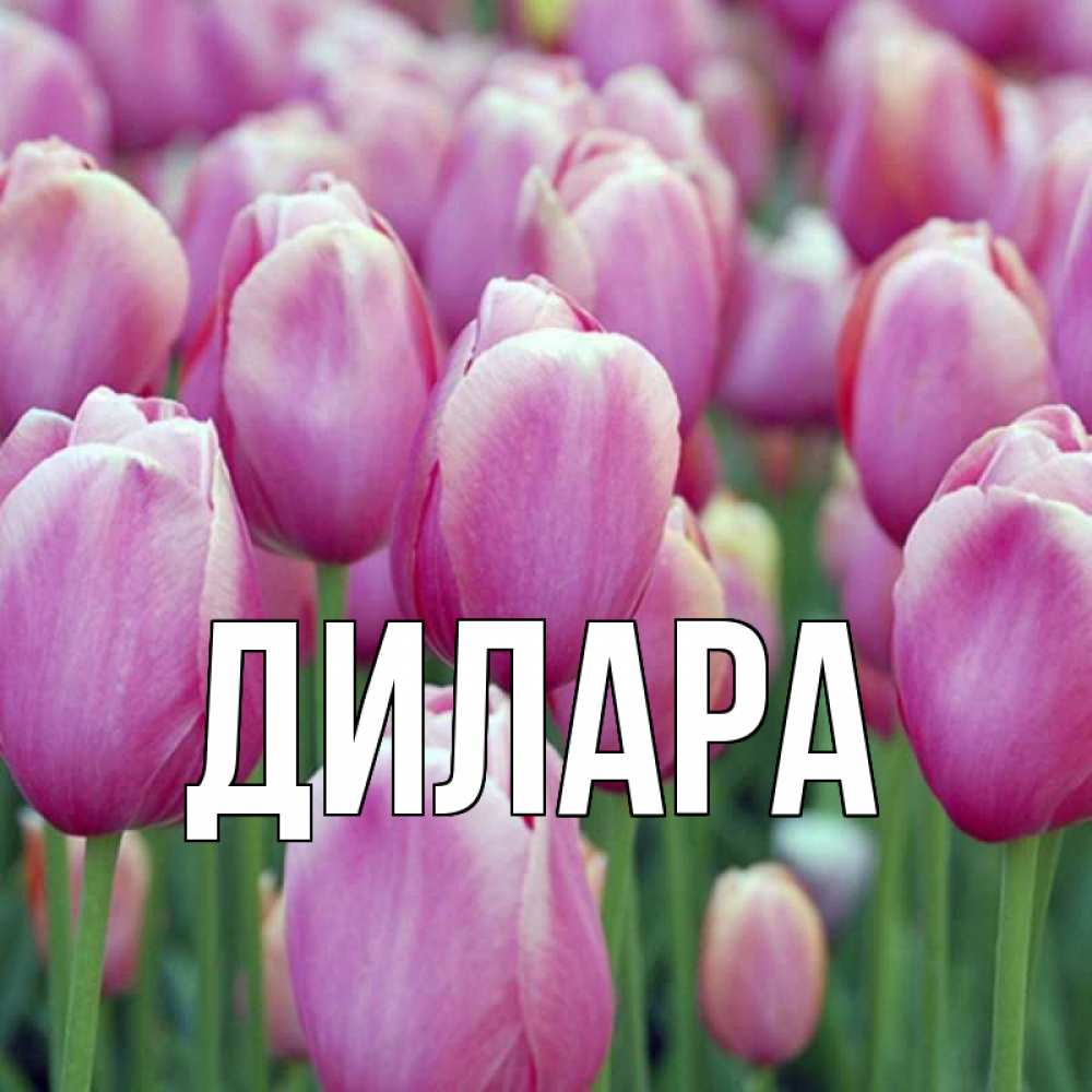 Открытка на каждый день с именем, Дилара Главная на международный женский день 3 Прикольная открытка с пожеланием онлайн скачать бесплатно 