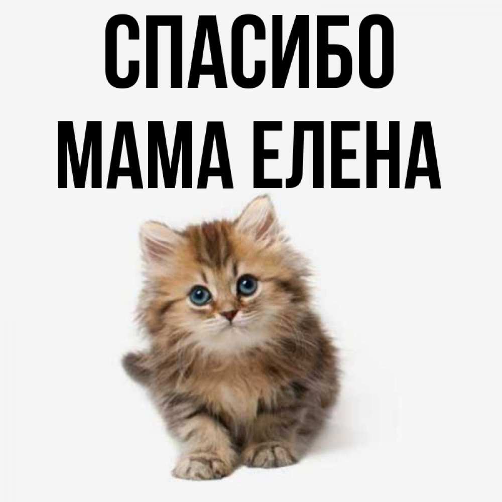 Открытка на каждый день с именем, Мама-Елена Спасибо пушистый котик Прикольная открытка с пожеланием онлайн скачать бесплатно 