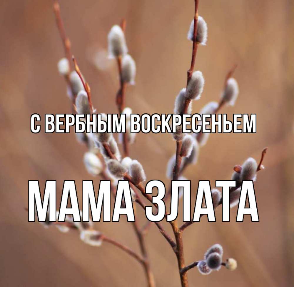 Открытка на каждый день с именем, Мама-Злата С вербным воскресеньем верба Прикольная открытка с пожеланием онлайн скачать бесплатно 
