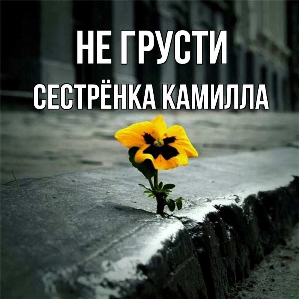 Открытка на каждый день с именем, Сестрёнка-Камилла Не грусти не сдавайся Прикольная открытка с пожеланием онлайн скачать бесплатно 