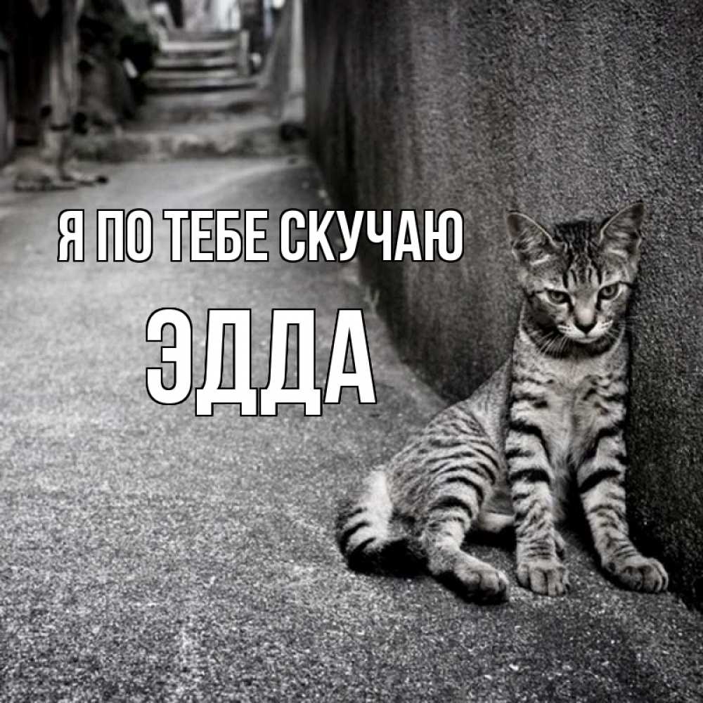 Открытка на каждый день с именем, Эдда Я по тебе скучаю одиноко котику Прикольная открытка с пожеланием онлайн скачать бесплатно 