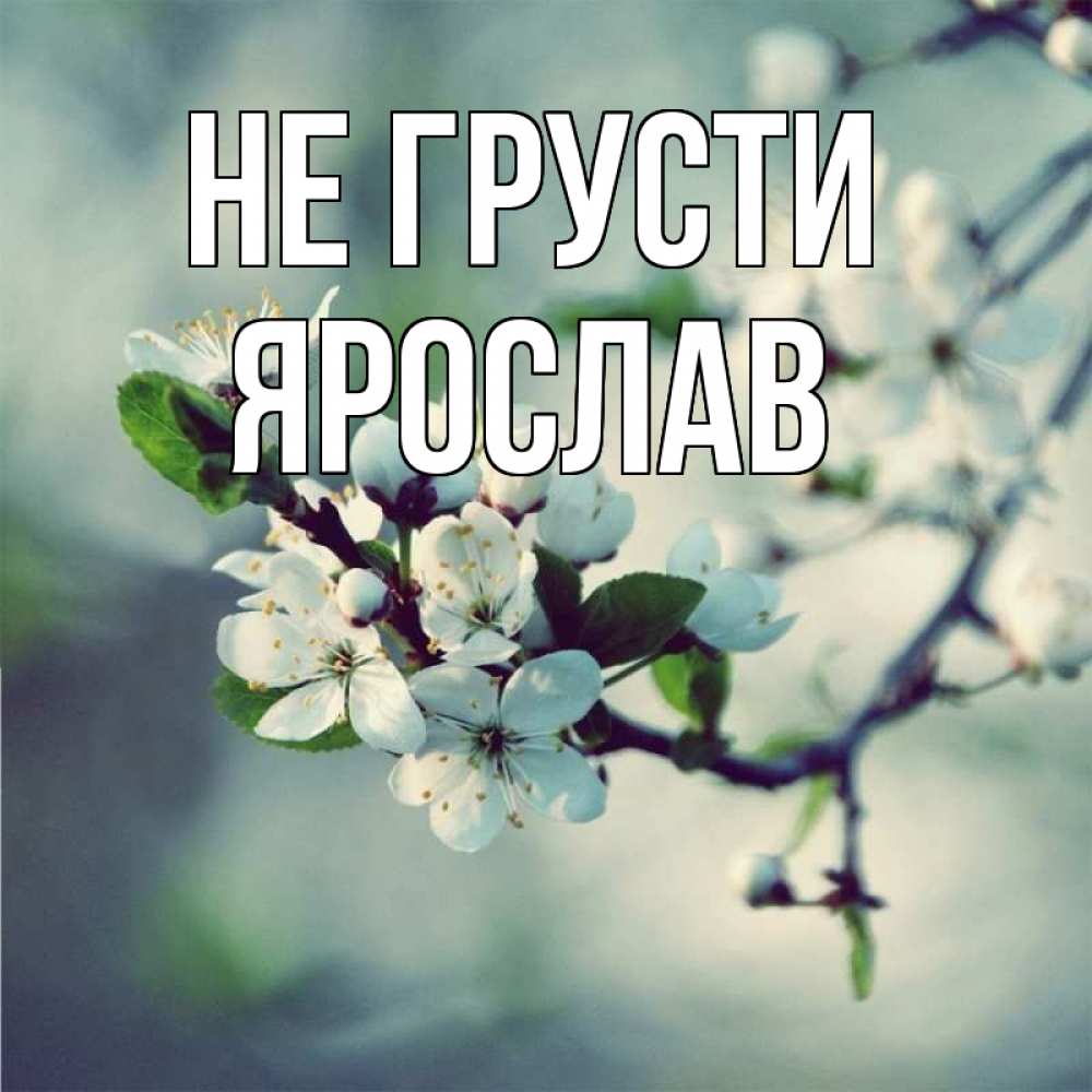 Открытка на каждый день с именем, Ярослав Не грусти яблоня в цвету 1 Прикольная открытка с пожеланием онлайн скачать бесплатно 