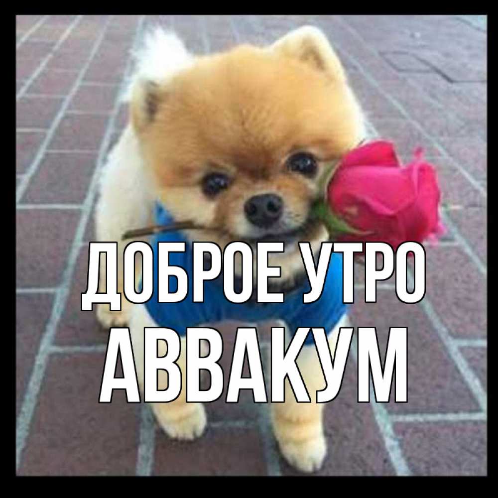 Открытка на каждый день с именем, Аввакум Доброе утро роза в зубах Прикольная открытка с пожеланием онлайн скачать бесплатно 
