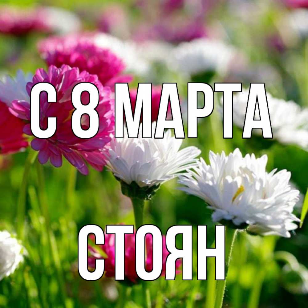 Открытка на каждый день с именем, Стоян С 8 марта международный женский день 1 Прикольная открытка с пожеланием онлайн скачать бесплатно 