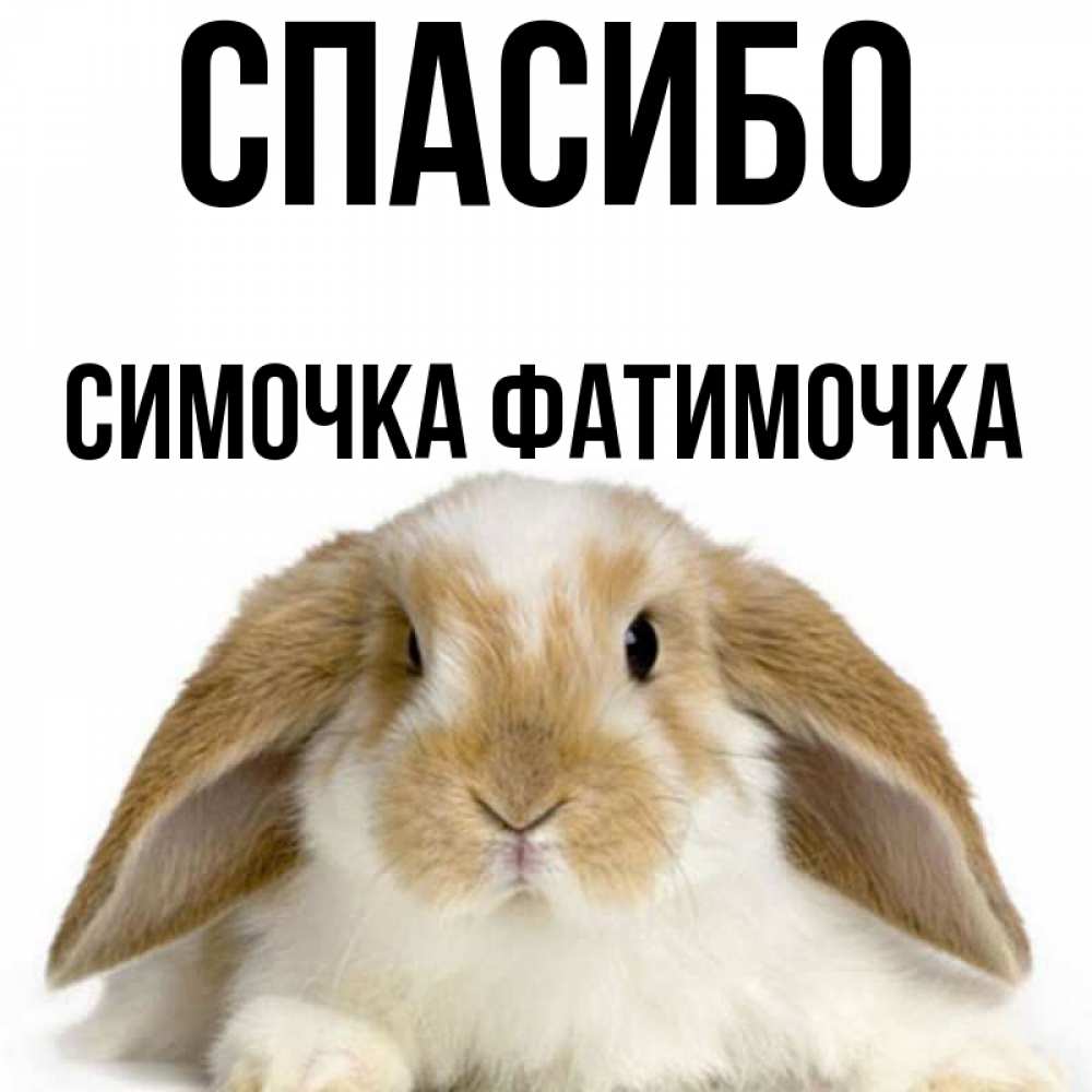 Включи симочка. Симочка старший. Картинки про симочку.
