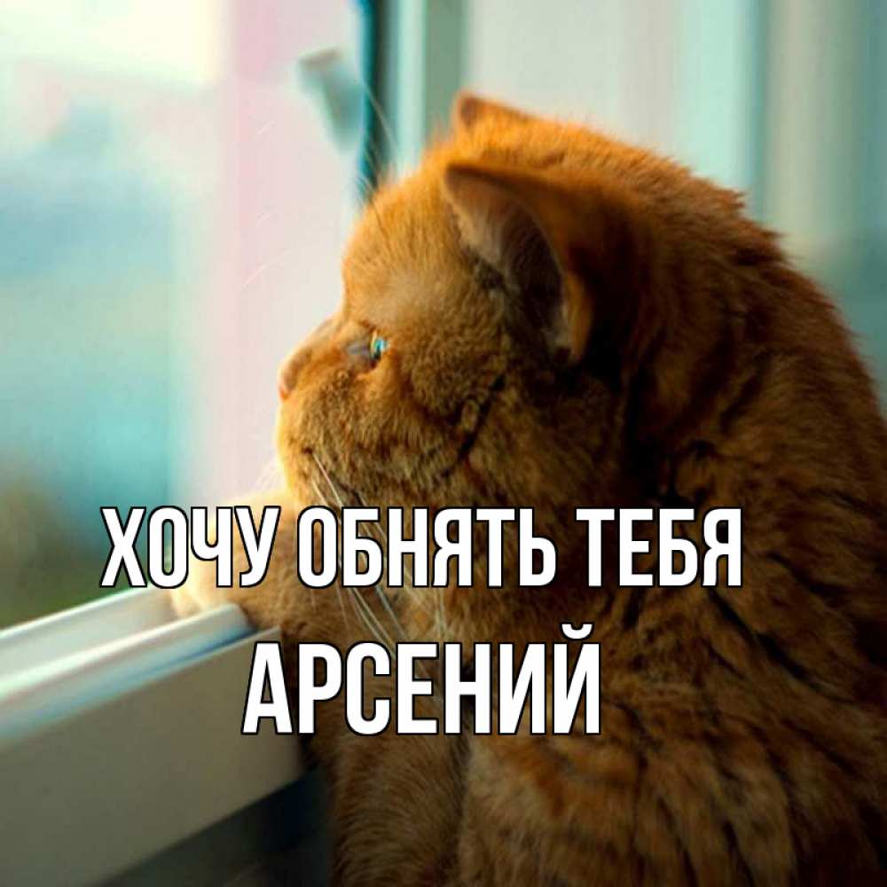 Открытка на каждый день с именем, Арсений Хочу обнять тебя большой огромный рыжий котяра Прикольная открытка с пожеланием онлайн скачать бесплатно 